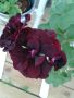 P.Royal Black Rose, снимка 1 - Стайни растения - 45508721