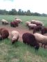 Продавам овце , снимка 1 - Овце - 45667434