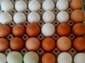 Домашни яйца, снимка 1 - Кокошки и пуйки - 45953499