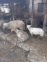продават се овце , снимка 3