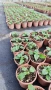 Салвия Мистично Синьо, Salvia 'Misty' blue или по-известна като Градински чай!!, снимка 5
