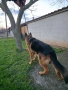 Породиста Немска овчарка, снимка 3