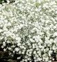 Церастиум /Рожец , снимка 1 - Градински цветя и растения - 45511155