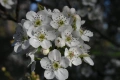 Азиатска круша Наши (Pyrus pyrifolia) , снимка 3