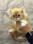 Персийски котета, снимка 2