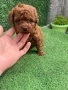 Мини Пудел, снимка 2