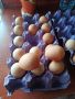 яйца от Токачка , снимка 2