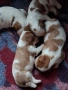 Продавам кучета порода, Кавалер Кинг Чарлсшпаньол. С паспорт и имунизаций. на два месеца са!, снимка 2