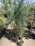 Аризонски Кипарис височина около 170-180 см, снимка 2