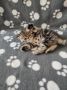 Екзотични късокосмести котета 🐈, снимка 10