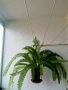 папрат нефролепсис , снимка 3