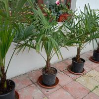 трахикарпус студоустойчиви палми, снимка 1 - Градински цветя и растения - 43204232
