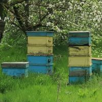 Продавам пчелни семейства , снимка 1 - Други - 45305802