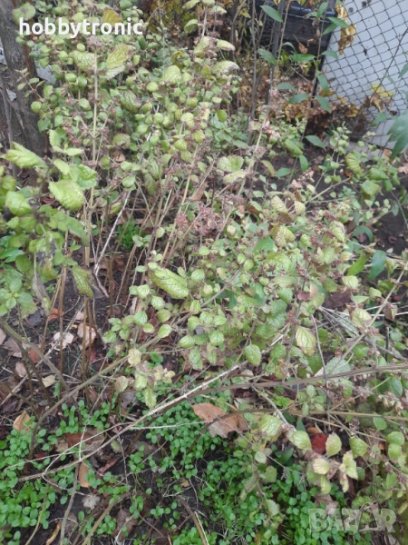 Маточина корени за разсад, снимка 1