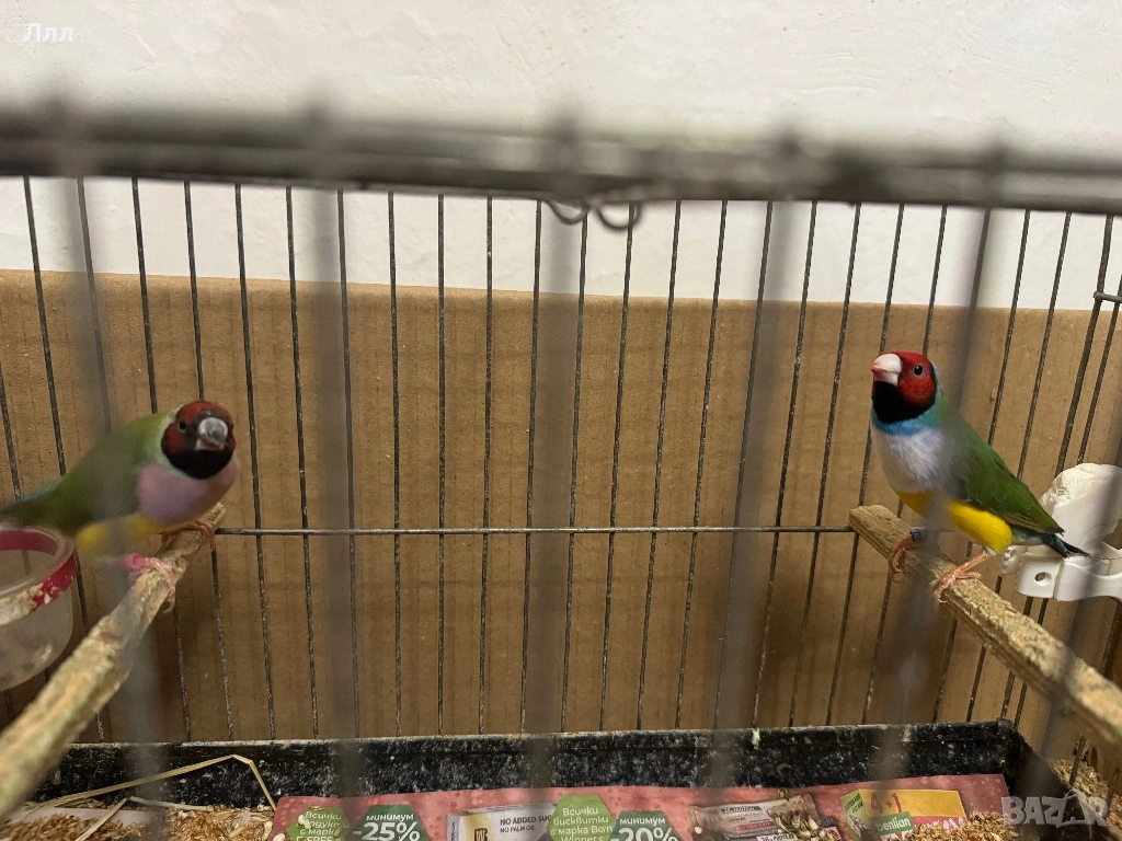 Гулдови Амадини, снимка 1