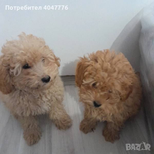 Пуделчета момче и момиче. , снимка 1