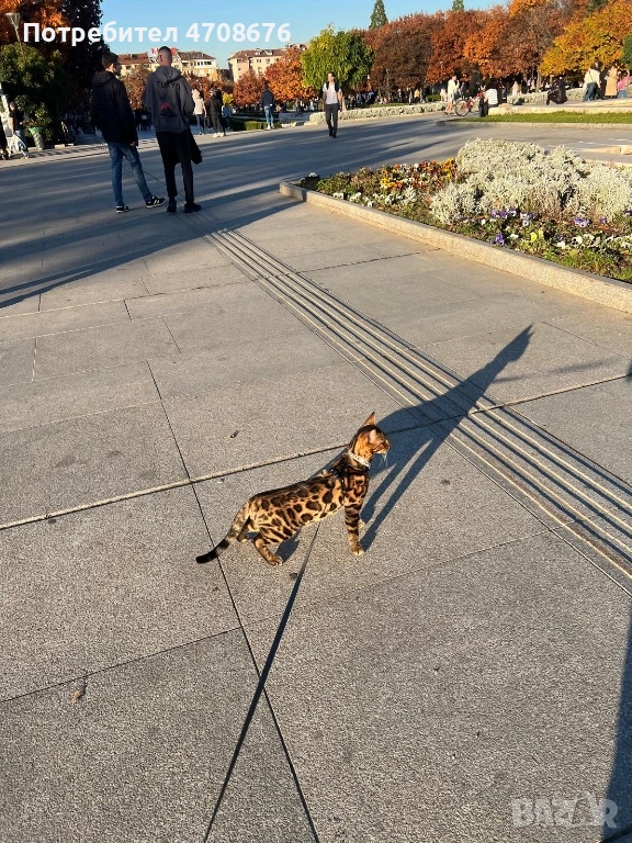 Продава се Бенгалски котарак, снимка 1