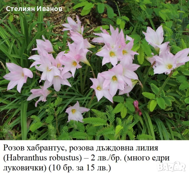 Розов хабрантус, розова дъждовна лилия (Habranthus robustus), снимка 1