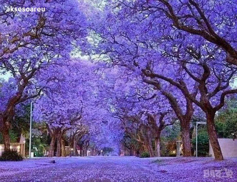 Продавам 400 семена от медоносно дърво пауловния томентоса за пчелари дървен материал сянка на двора, снимка 1