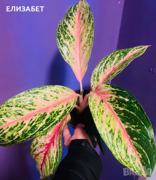 Aglaonema, снимка 1