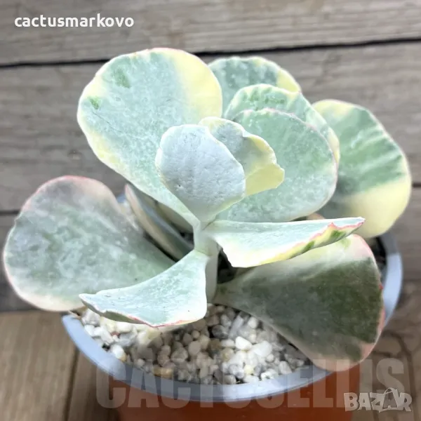 Cotyledon orbiculata f. variegata, снимка 1