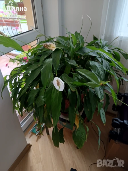 Спатифилиум , снимка 1