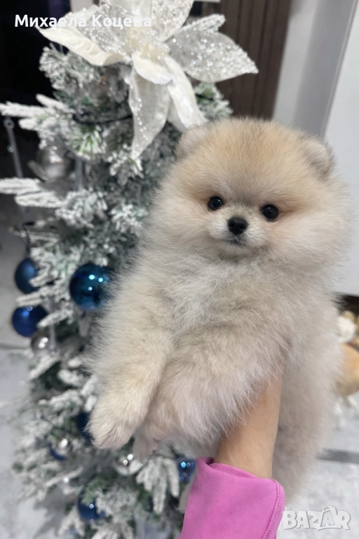 Мини Померани , снимка 1