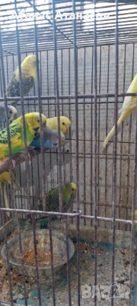 Вълнисти папагали , снимка 1