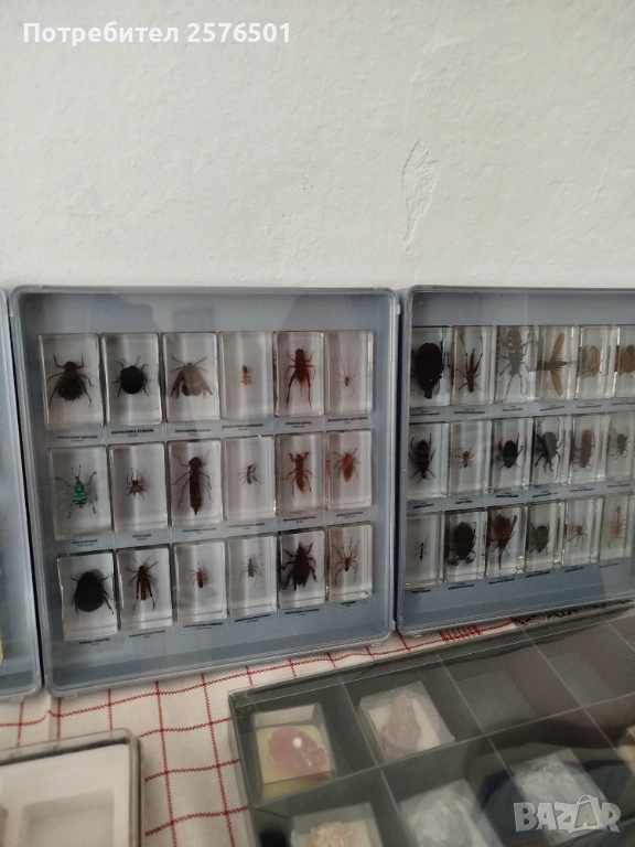 Истински буболечки и чудновати животинки, снимка 1