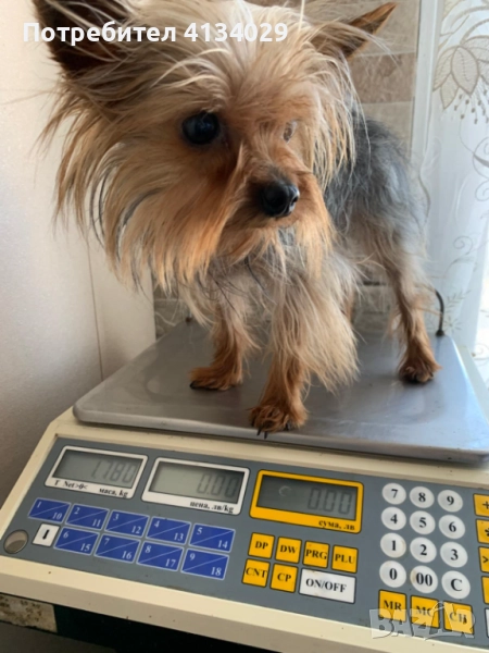 Продавам или за разплод Мини йорки мъжки , снимка 1