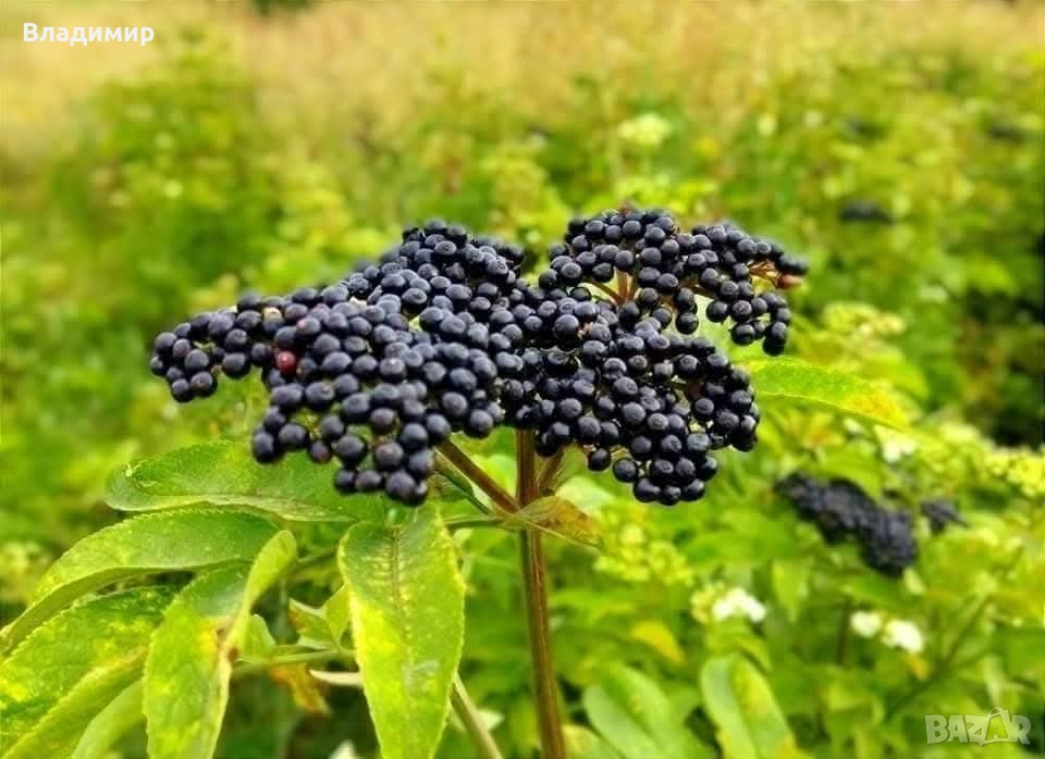 Сироп и тинктура от черен бъз , снимка 1