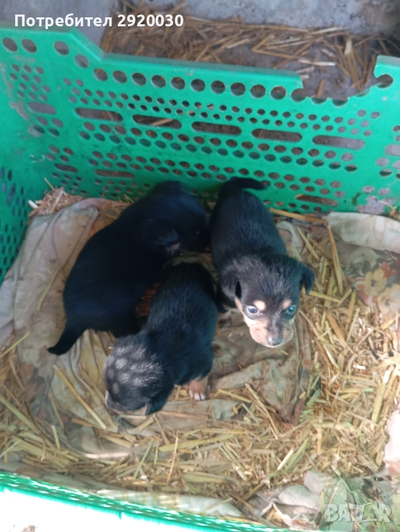 Кученца, снимка 1