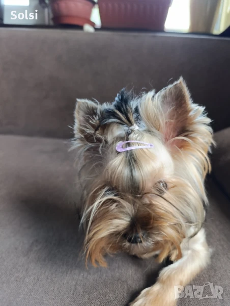 мини йорки момиче 6 месеца , снимка 1