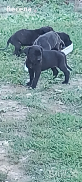 Продавам Кане корсо , снимка 1