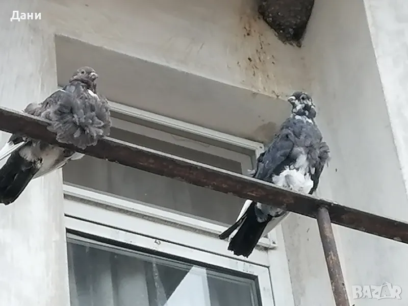 декоративни гълъби , снимка 1