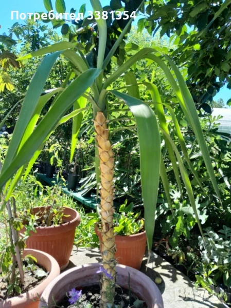 Палма юка и албиция, снимка 1