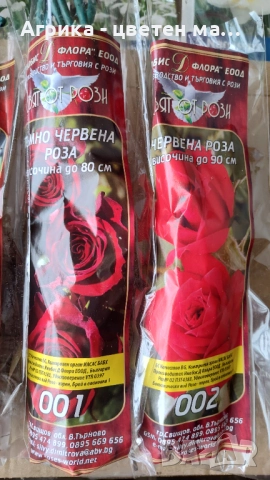РОЗИ корени НОВО ЗАРЕЖДАНЕ от лицензиран разсадник , снимка 3 - Градински цветя и растения - 42675882
