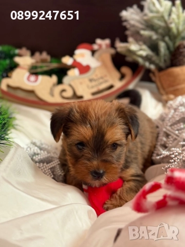 Йоркширски териер , снимка 2 - Йоркширски териер - 52857786