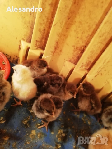 Пиленца общоползвателни , снимка 4 - Кокошки и пуйки - 53748451