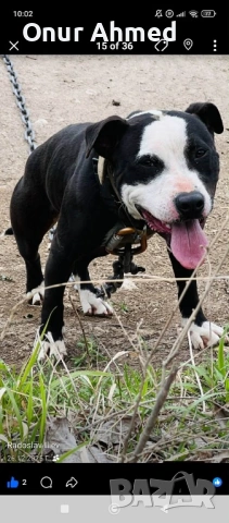 Питбули, снимка 14 - Питбул - 53784911