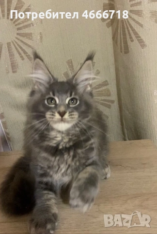 Мейн куун женско, снимка 4 - Мейн кун - 53030280