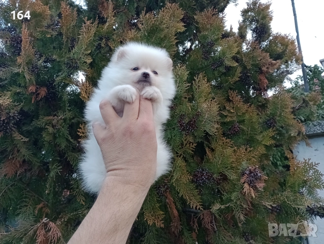 Померани. Реални снимки от 22.12.25, снимка 8 - Померан - 52809073