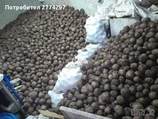 Салатно червено цвекло на едро ,Попово