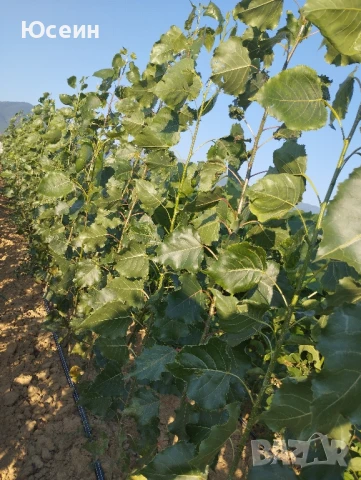 Фиданки от топола , снимка 2 - Градински цветя и растения - 51343080