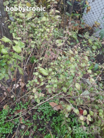 Маточина корени за разсад