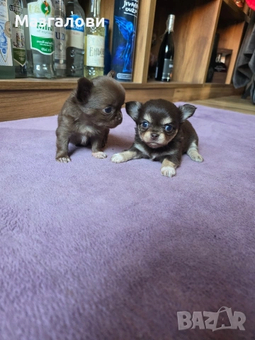 Продавам чихоа, снимка 3 - Чихуахуа - 53705975