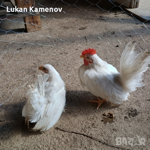 продавам чифт шабо и чифт руски, снимка 3 - други­ - 53711830