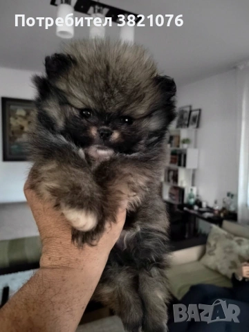 Померан - момиче  и момче