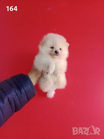 Мъжки и женски Померани. Реални снимки от 12.01.26 г. , снимка 3 - Померан - 52930796
