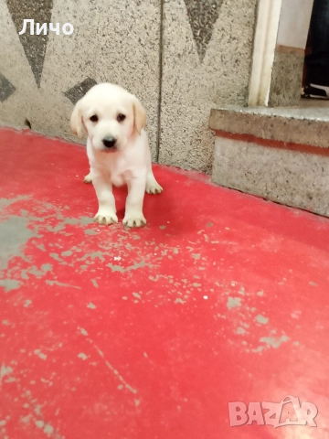 продавам лабрадори , снимка 2 - Лабрадор ретривър - 52606304